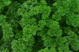 Leaf parsley "Rizardo Verde Oscuro" - frizzled leaves