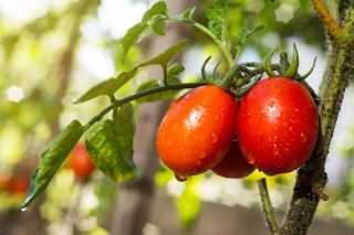 الطماطم "Cencara F1" - الدفيئة ، مجموعة متنوعة طويل القامة - Lycopersicon esculentum Mill  - ابذرة