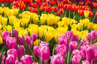 Ensemble de tulipes tricolores - grand paquet - 45 pcs - 