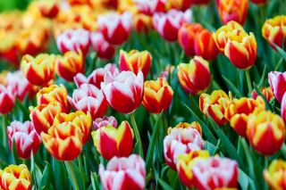 Pemilihan tulip Bicolour - putih-merah dan kuning-merah - 50 pcs - 