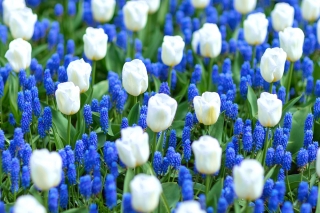 Đồng cỏ xanh trắng - Hoa tulip trắng và lục bình nho Armenia - 