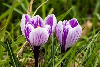 Crocus King of the Striped - pakend 10 tk