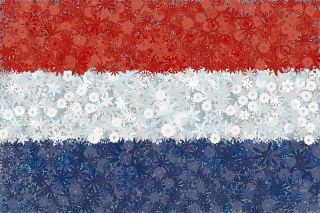 Nederlandsk flagg - frø av 3 blomstrende planter 'varianter - 