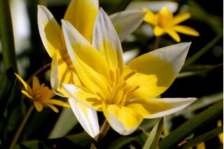 Τουλίπα Απόγευμα - Τουλίπα Απόγευμα - 5 βολβοί - Tulipa Tarda