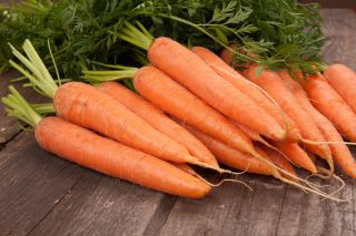 BIO - Carrot "Berlikumer" - certified organic seeds - 4250 seeds
