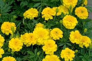 French marigold "Boy Yellow" - 153 seeds