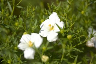 Bunga cup putih; Nierembergia - Nierembergia hippomanica - benih