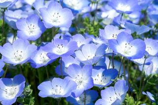 Μπλε μάτια μωρών - 900 σπόροι - Nemophila manzies