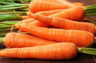 Carrot "Senior F1" - medium-early variety