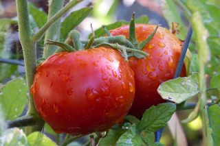 Dwarf field tomato "Etna F1"