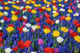 Selection of colourful tulips with blue Armenian grape hyacinth – 50 pcs
