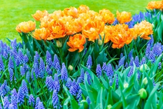 Sett med dobbeltblomstret oransje tulipan og blåblomstert druehyacint - 50 stk - 