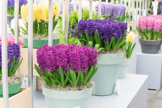 Purple–flowered hyacinth set – 27 pcs