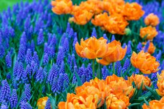 Narancssárga tulipán + szőlő hyacinth - 45 darab készlet