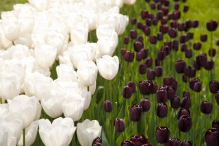 Weiße und dunkel bordeauxrote Tulpe - 30-Stück-Satz