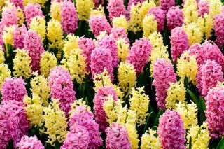 Pink and yellow hyacinth set – 24 pcs