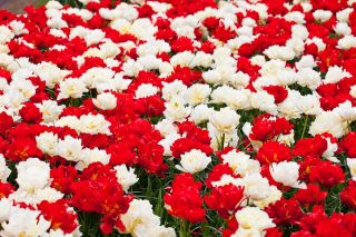 Hvit og rød dobbeltblomstret tulipsett - 50 stk - 