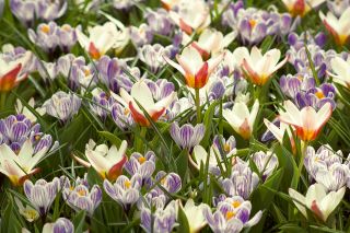Bicolour augalų rinkinys - kreminės-baltos ir raudonos tulpės ir violetinės – baltos spalvos krokusas - 60 vnt - 