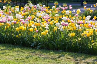Tulipán és nárcisz szett - fehér, sárga, rózsaszín-fehér tulipán és fehér nárcisz - 60 db.