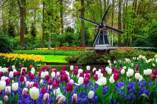 Beli in rožnati tulipan z modrim grapecim hijacintom - 50 kosov - 