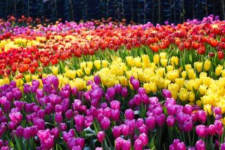 Fialová, žltá a oranžová sada tulipánov - 45 ks - 