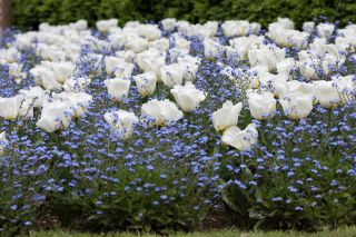 White tulip and blue alpine forget-me-not - bulb and seeds set