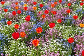 Oranye tulip, biru, merah muda dan putih alpine forget-me-not - bohlam dan biji diatur - 
