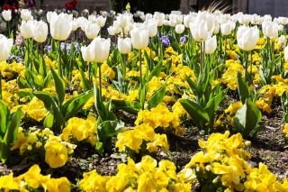 Bijeli tulipan i žuti krupni cvjetovi pjeglice - skupa sijalica i sjemenki - - sjemenke