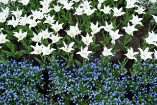 Lily-shaped white tulip and blue alpine forget-me-not - bulb and seeds set