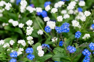 Alpine forget-me-not - blue and white, a set of seeds of two varieties