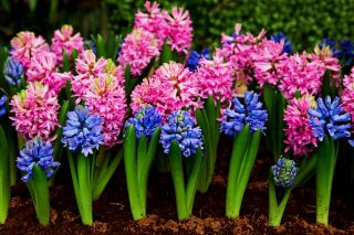 Blauwe en roze hyacint set - 24 st - 