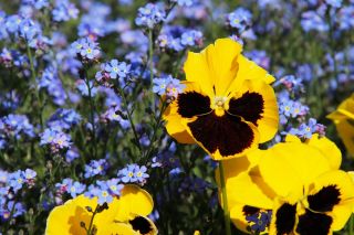Large-flowered garden pansy + blue forget-me-not - a set of seeds of two flower species