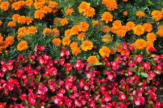 Voortdurend bloeiende rode begonia + Franse goudsbloem - zaden van de soort van 2 bloeiende planten - 