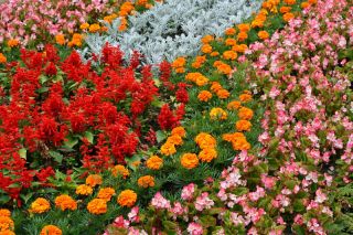 Ragwort perak, sage merah tua, marigold dan begonia - biji dari 4 spesies tanaman berbunga - 