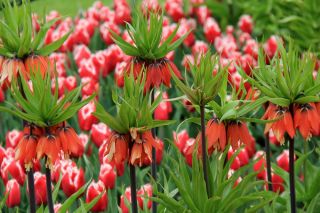 Tulipe impériale couronne et tulipe rouge et blanche - ensemble de 18 pièces - 
