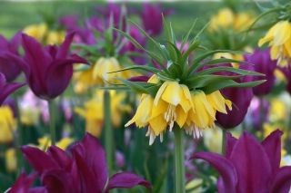 Hoa vương miện màu vàng và hoa tulip màu tím - bộ 18 mảnh - 