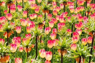 Komplet oranžne kremne in kremasto roza tulipanov - 18 kosov - 