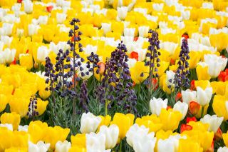 Чорні персидські лілії і білі, оранжеві та жовті тюльпани - 18 шт - 