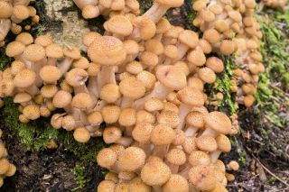 Fungos de mel e co - 3 espécies de cogumelos - tampões de semente, tampões de micélio - 