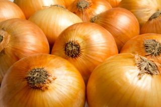 BIO Onion - certificirano ekološko seme - Allium cepa L. - semena