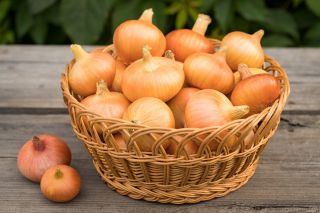 BIO Onion - Hạt giống hữu cơ được chứng nhận - Allium cepa L.