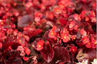 Red-flowered, red-leaved wax begonia (fibrous begonia)