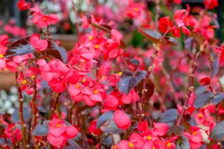 붉은 꽃이 만발한 붉은 잎 왁스 베고니아 (섬유 베고니아) - Begonia semperflorens - 씨앗