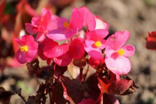 Ružový vosk begonia červenobielej (vláknitý begónia) - Begonia semperflorens - semená