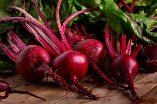 Củ cải đỏ "Karmazyn ' -  Beta vulgaris - Karmazyn - hạt