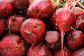 Rödbeta – Crimson - pelleterade frön - Beta vulgaris var. Conditiva