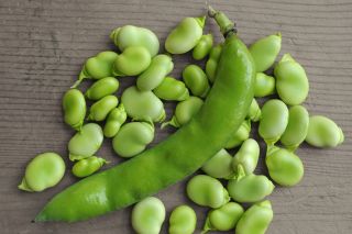 Široká fazole 'Bizon' - raná odrůda -  Vicia faba 'Bizon' - semena