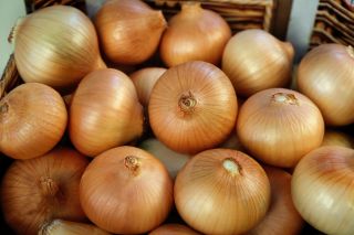 Onion "Irka" - medium early