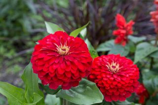 حديقة داليا الزينية المزهرة "Burnus" - الأحمر والوردي - Zínnia élegans - ابذرة