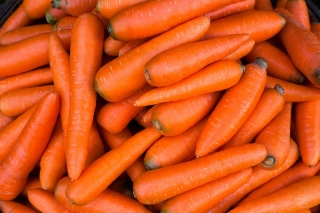 Carrot "Jagna" - COATED SEEDS